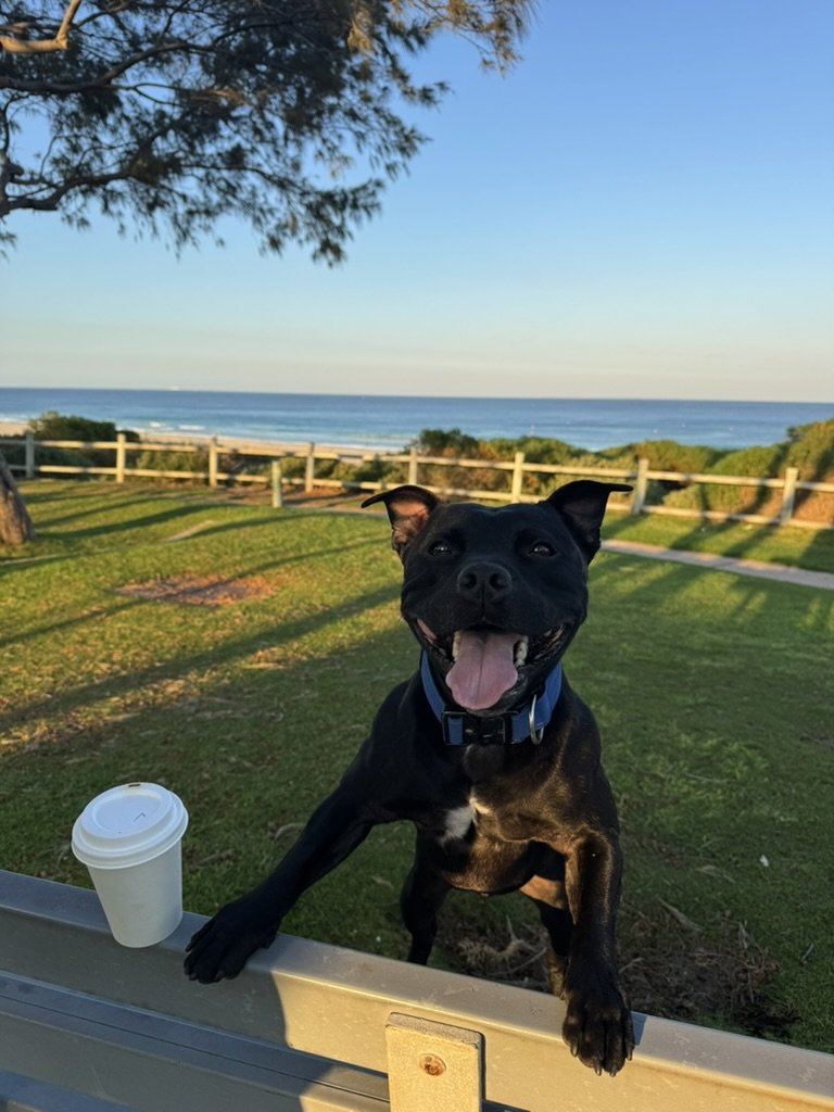 Kobe, Chief Dog Officer at Salty Pups