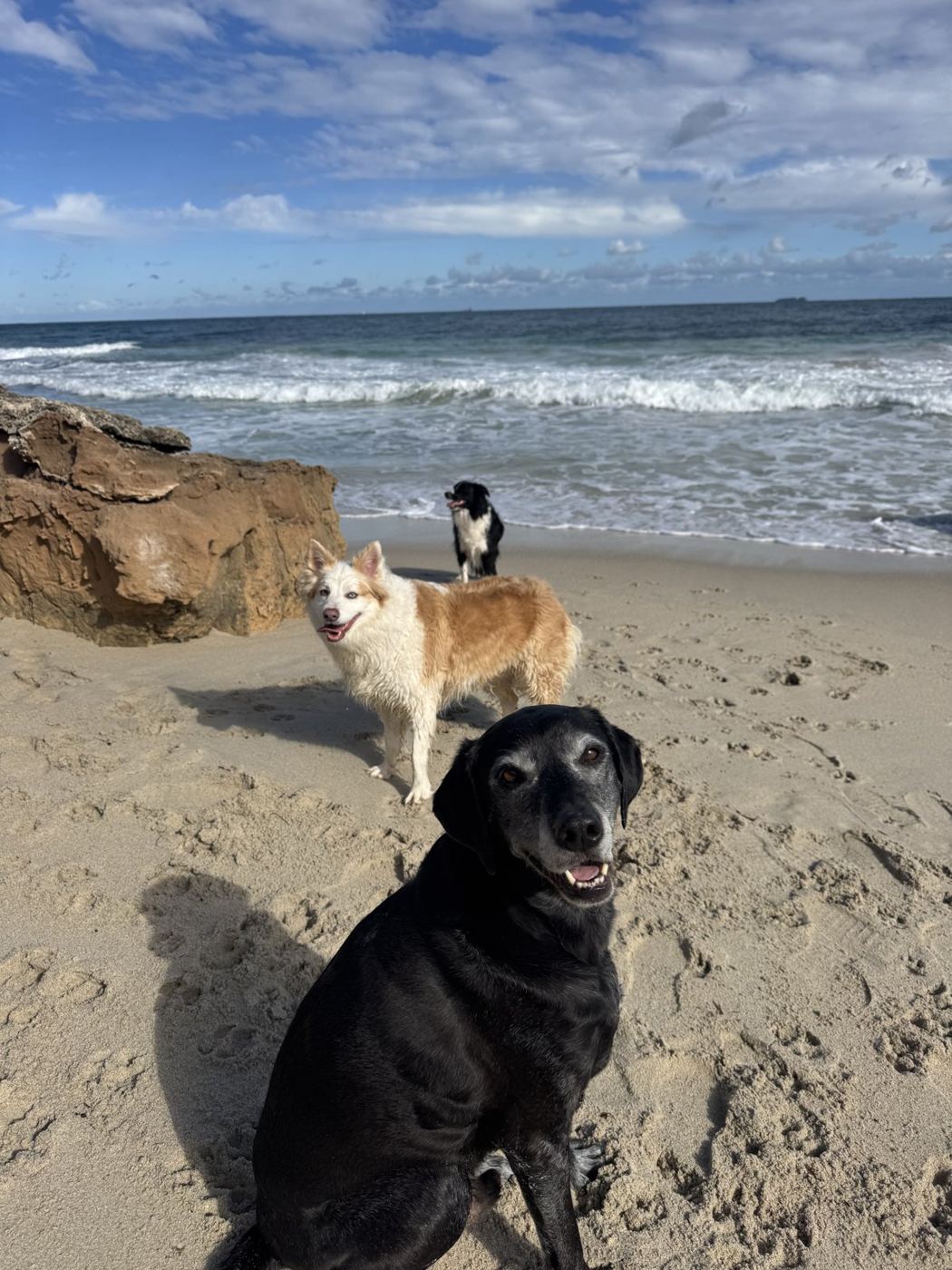 A Salty Pups pup-update photo